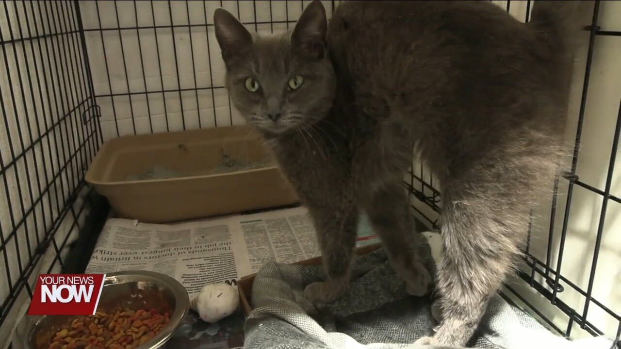 Huntsville business Home Away From Home caring for pets of families who lost homes to tornado